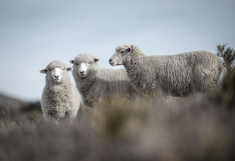 Schafe Wolle